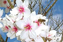 Almond Tree Flower
