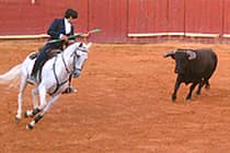 Bullfight in Algarve