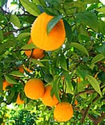Algarve oranges