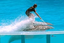 Zoomarine dolphin show