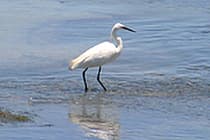 White Egret