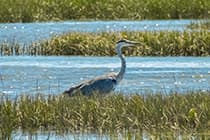 Ria Formosa